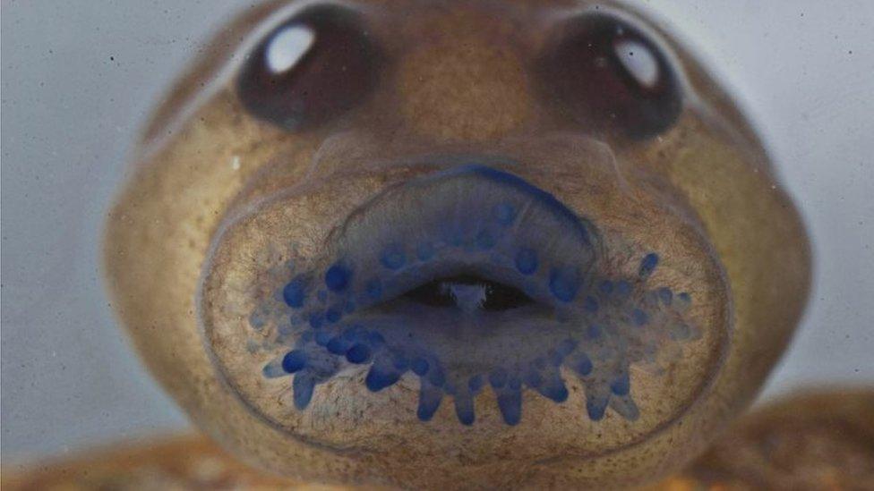 A tadpole of a frog named Frankixalus jerdonii, belonging to a newly found genus of frogs