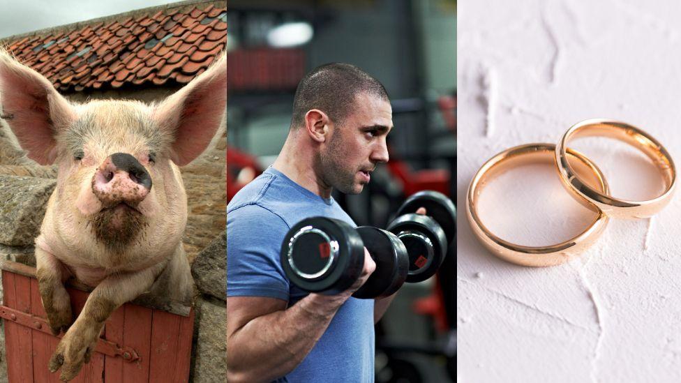 Montagne of  a pig leaning on a fence looking at a camera, a man lifting weights and wedding rings 