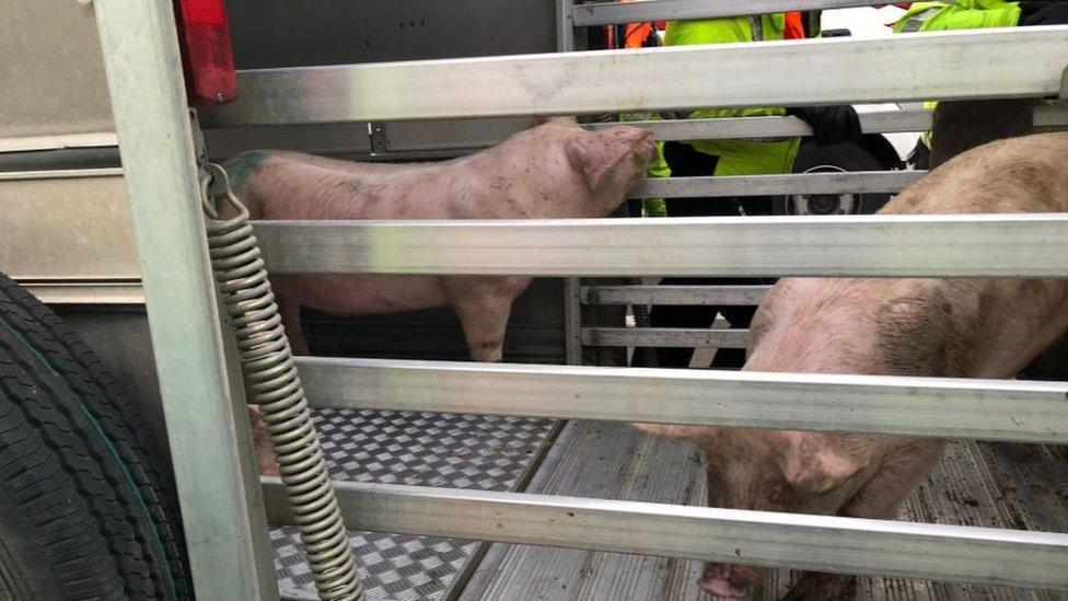 Pigs in trailer