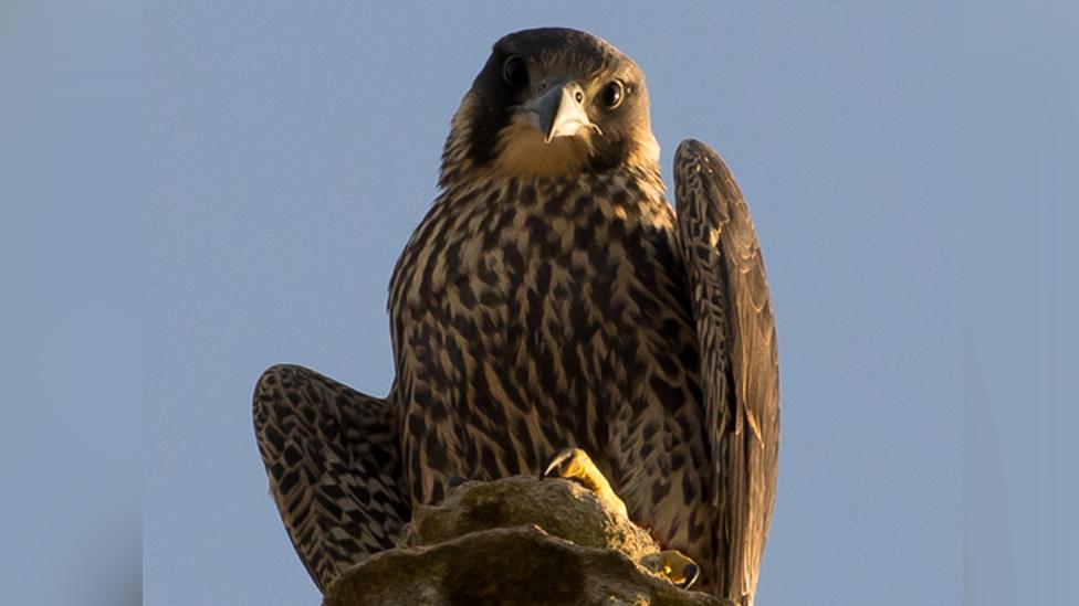 Peregrine chick 2020, Norwich Cathedral