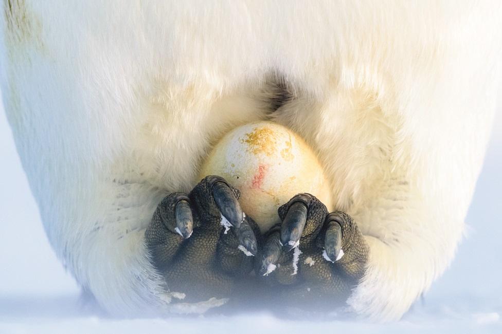 A penguin incubates an egg on top of its feet