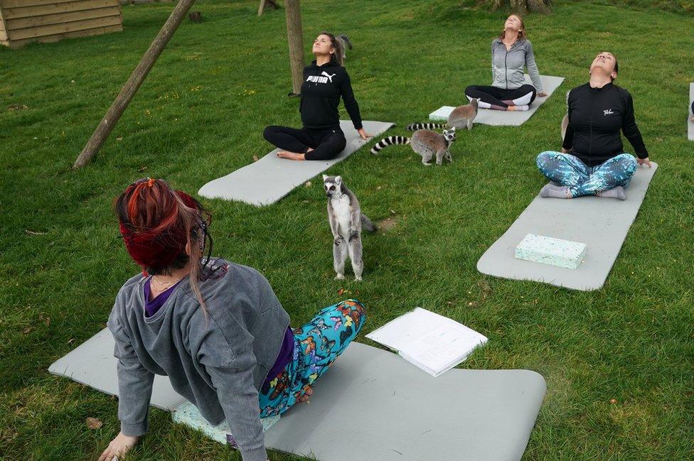 Lemurs sit alongside people in a yoga class at the Lake District Wildlife Park