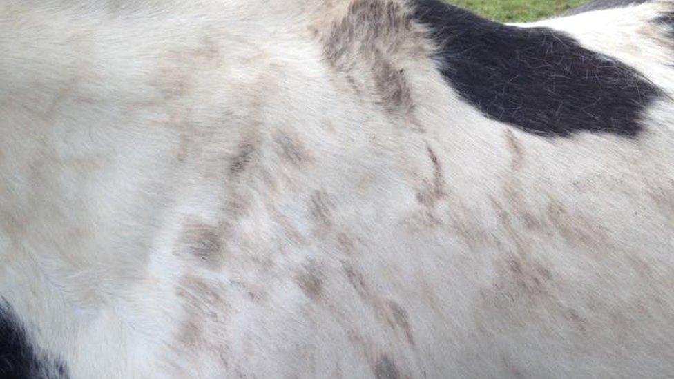 Marks on one of the horses