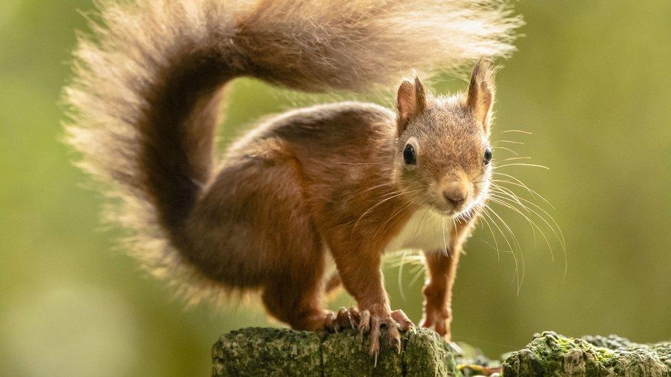 Red squirrel