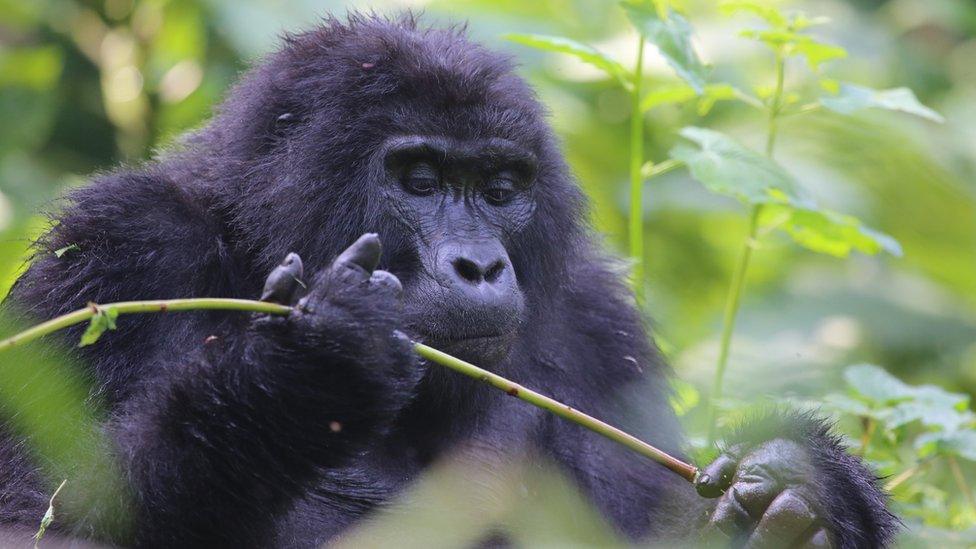 Mountain gorilla