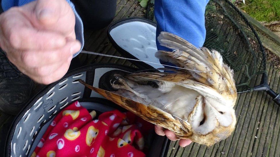 Barn owl tangled in wire