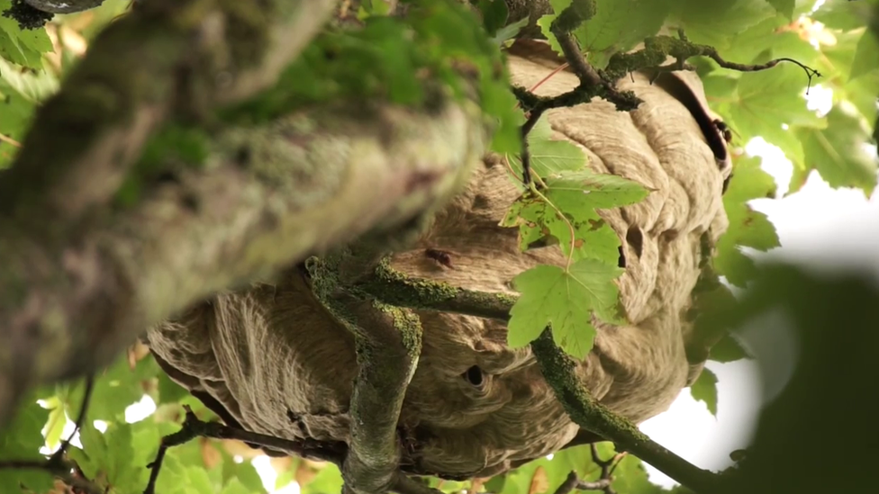 Asian hornet nest