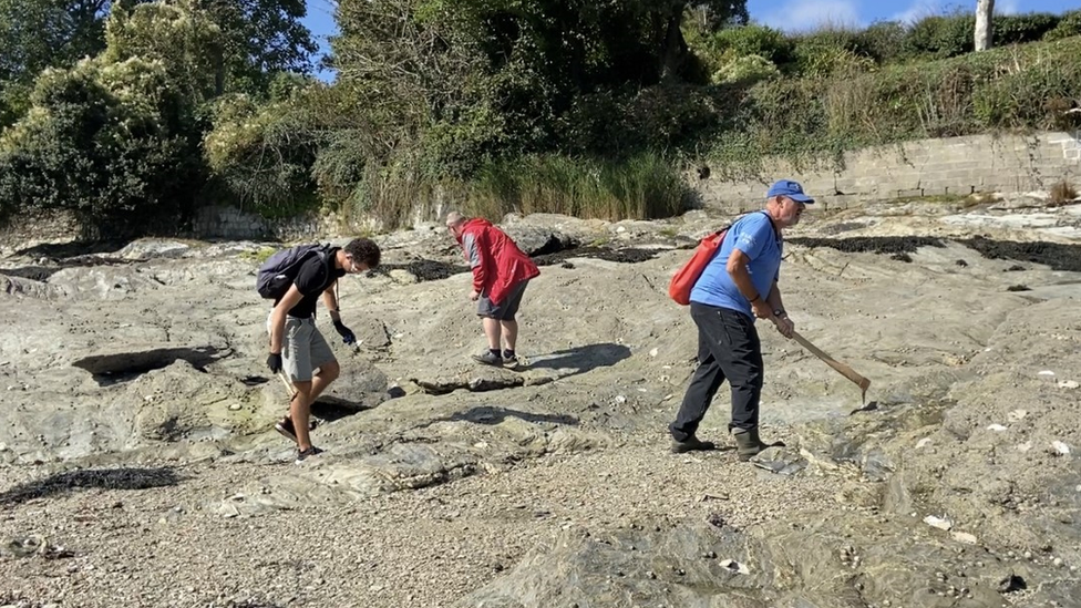 Volunteers manually controlling the Pacific oyster during a survey in Cornwall