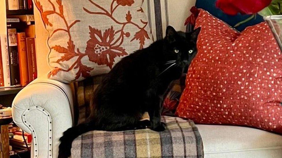 Black cat sat in an armchair