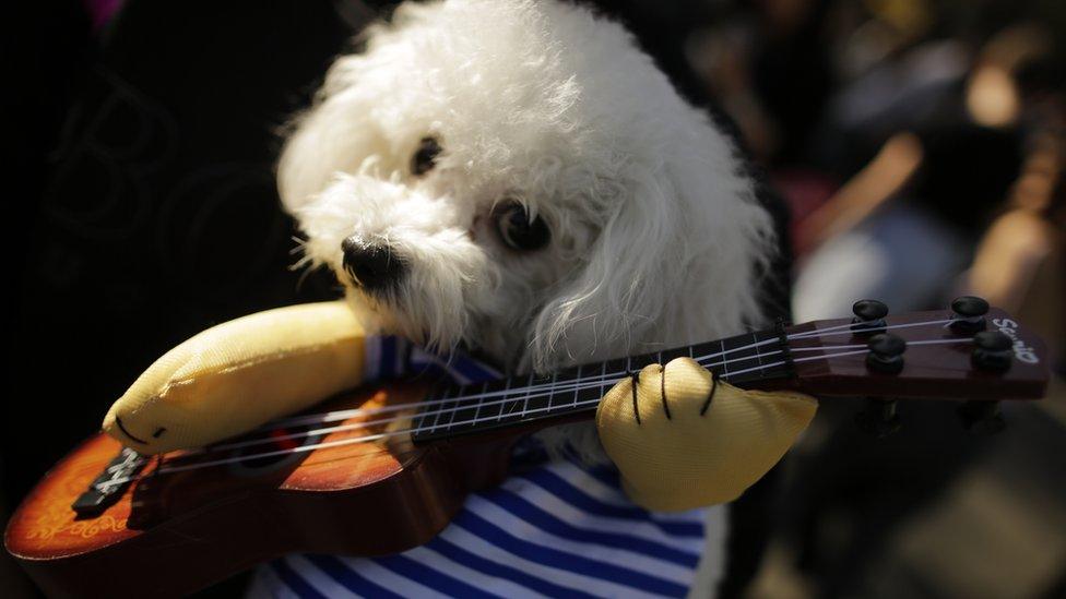 A fluffy, white dog wears a suit that makes him look like he's playing guitar.