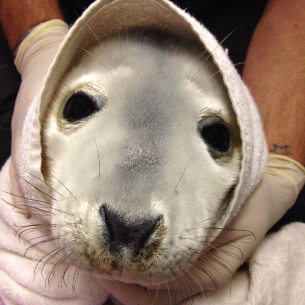 Seal pup washed up on Oxwich