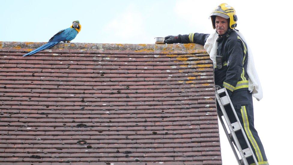 Crew manager Atinc Horoz and parrot Jessie on the roof