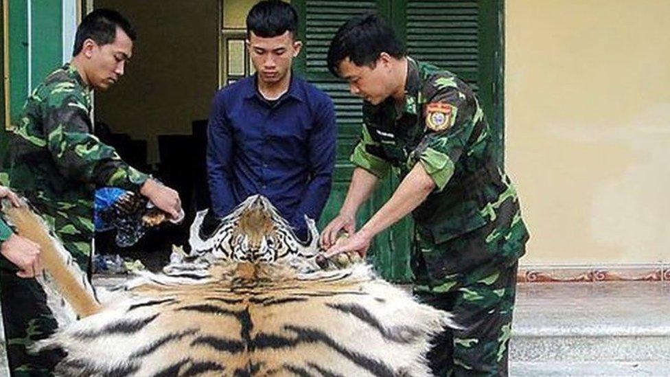 Vietnamese Border Patrol officials holding a confiscated tiger skin and bones