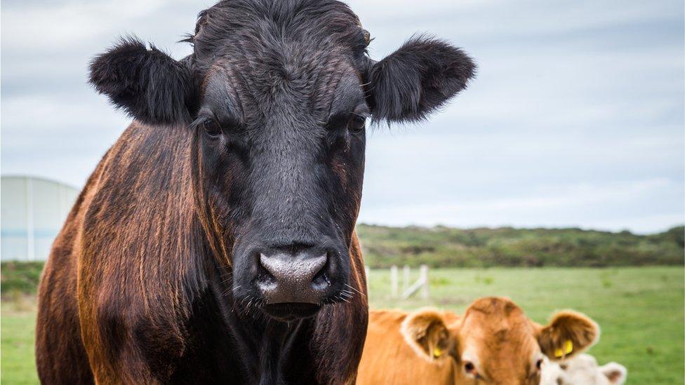 A black cow from Anglesey