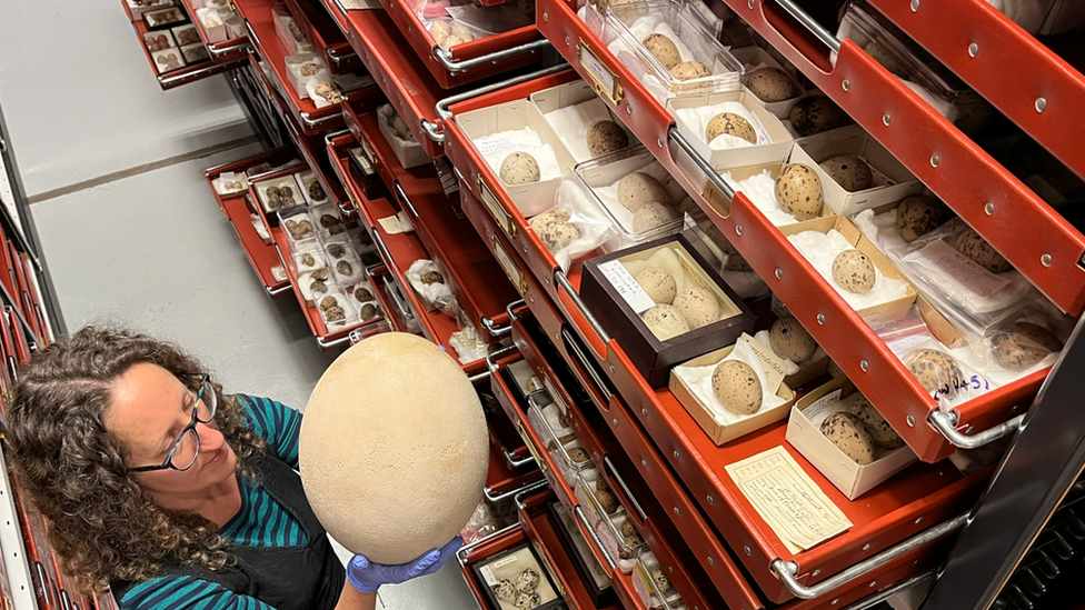 Egg collection at Leeds Discovery Centre