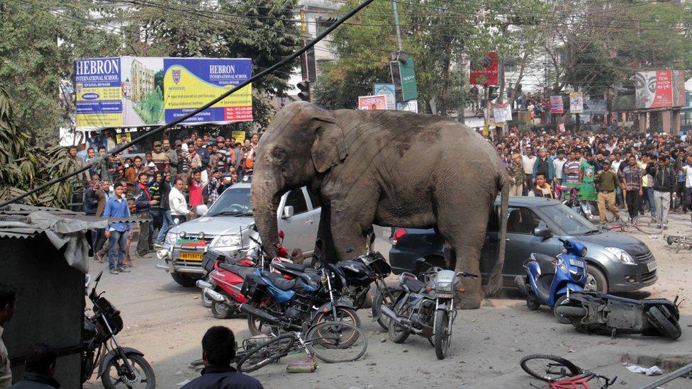 Wild elephant that strayed into the city and went on rampage is watched by locals in Siliguri, India