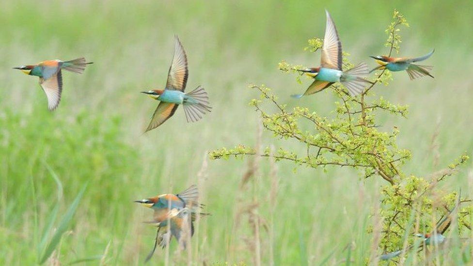 The bee-eaters at Great Yarmouth