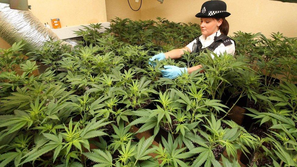 Police officer with plants