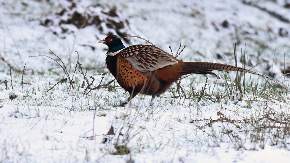 Glen Fruin pheasant