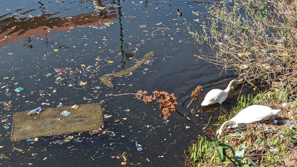 Swans in Cardiff Bay