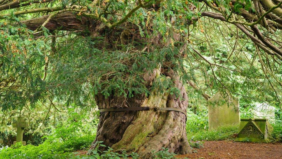 Beltingham Yew, Northumberland