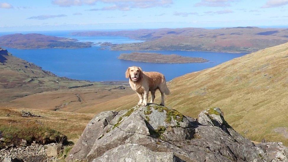 Glen, the cocker spaniel