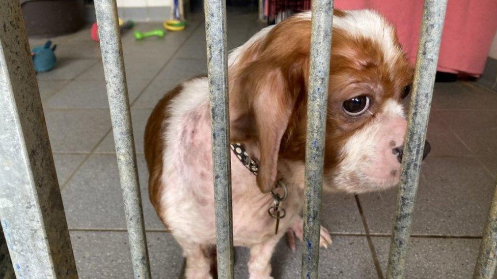 Cici the dog looking at the camera at the rescue centre