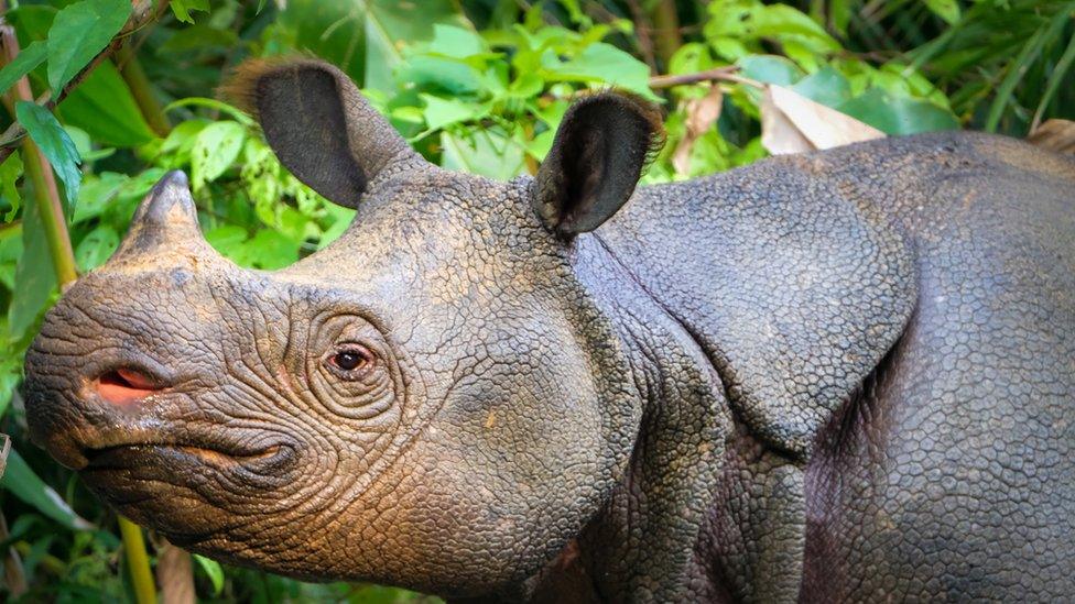 Javan Rhinos