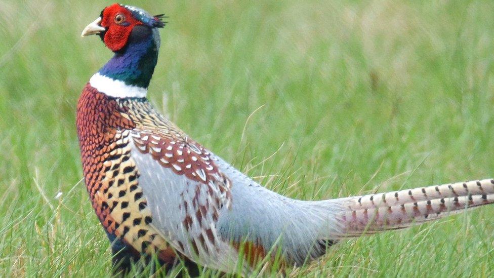 pheasant