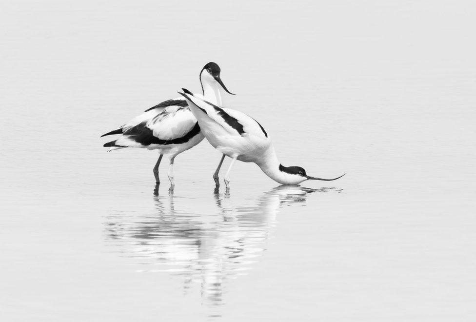 Avocets