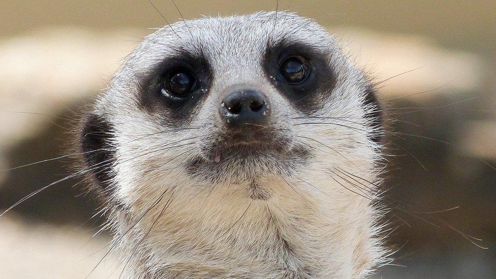 Meerkat