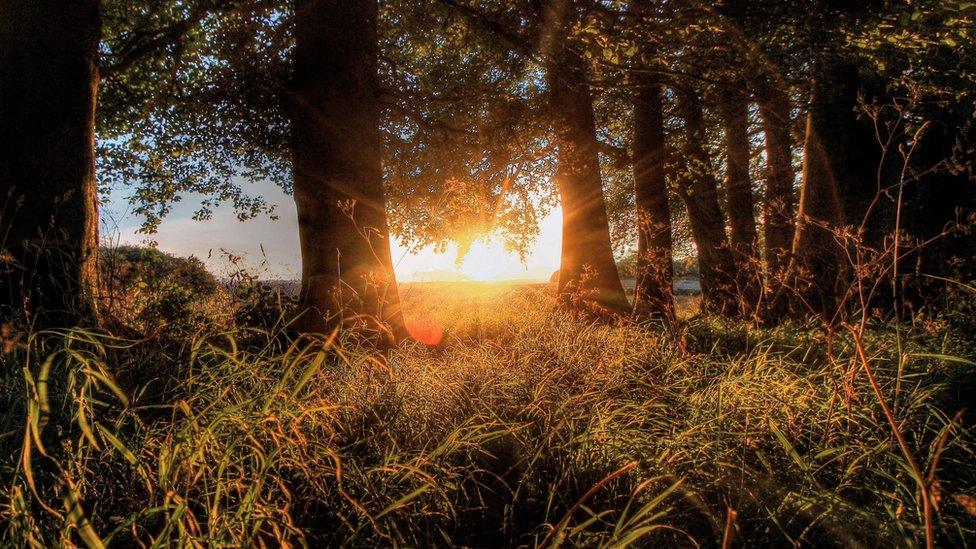 The sunset in the woods at the edge of Chepstow, Monmouthshire, photographed by Paul James, of Chepstow