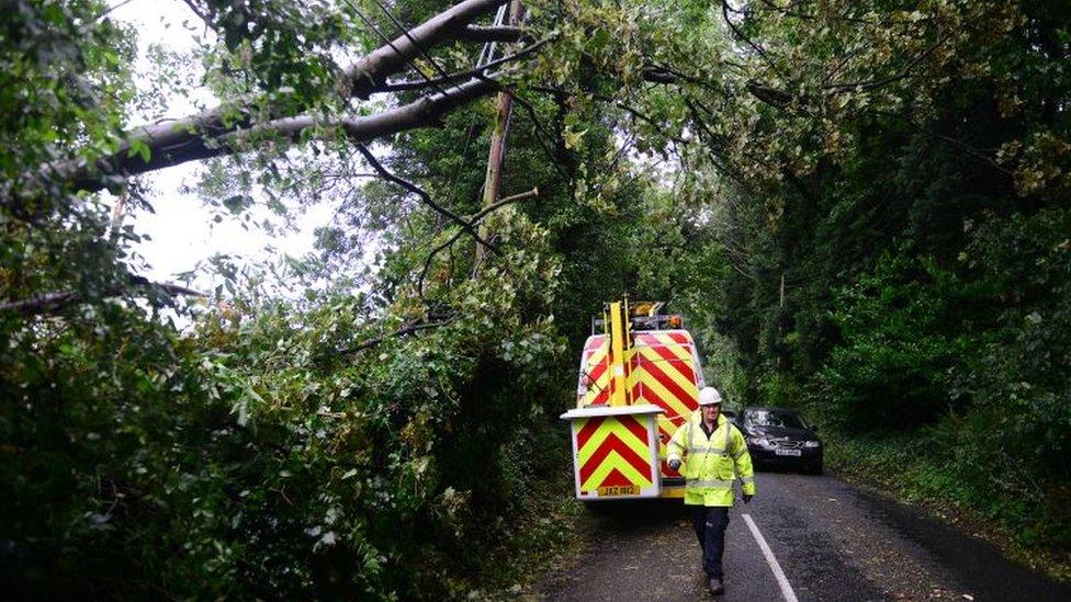 A tree being removed from the road