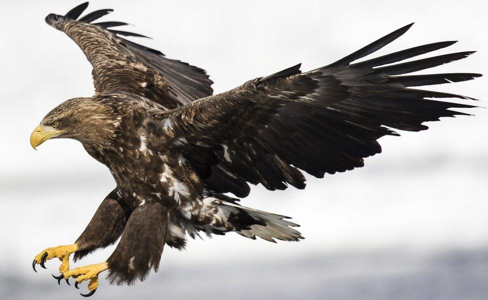 A white-tailed eagle