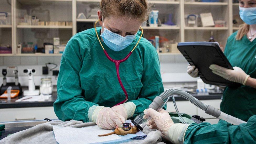 Vets hold a stethoscope on a dormouse