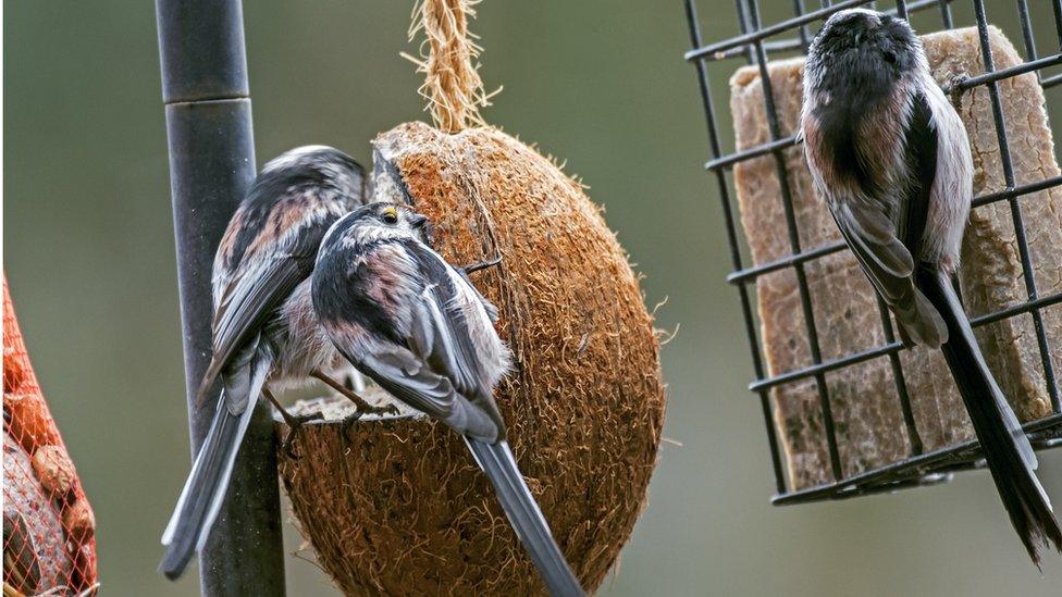 Long-tailed tits group feeding on suet from birdfeeder