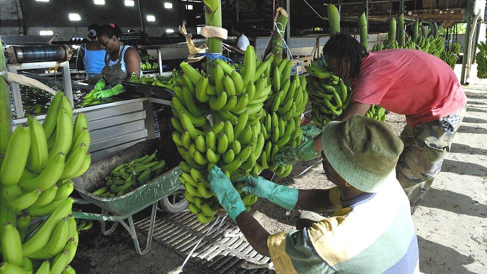 Martinique banana plantation workers, file pic 1 Jan 2006