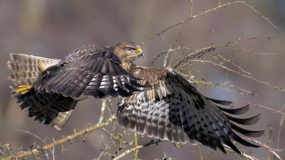 Buzzard in flight