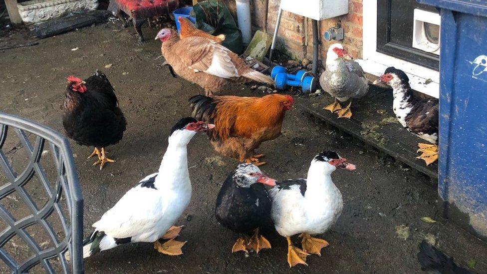 Ducks and chickens and a turkey