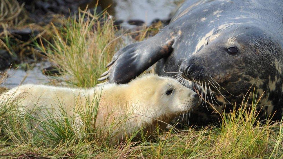 Seal pups