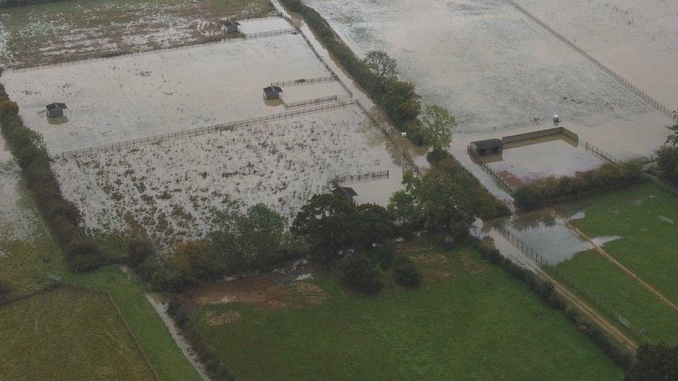 Bransby Horses