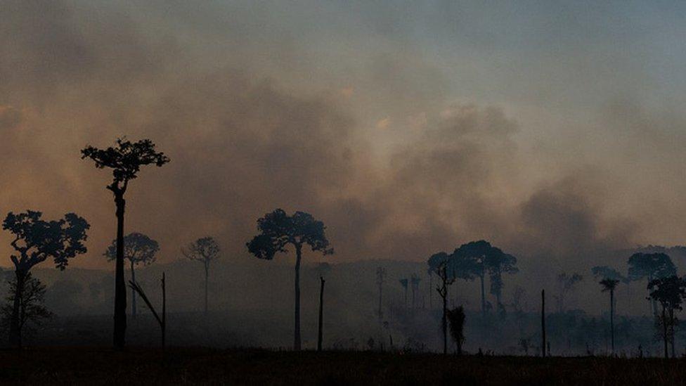 hazy-image-of-amazon-with-sparse-trees-silhouetted-against-a-smokey-sky.