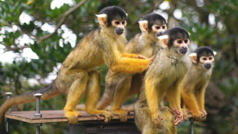 squirrel monkeys