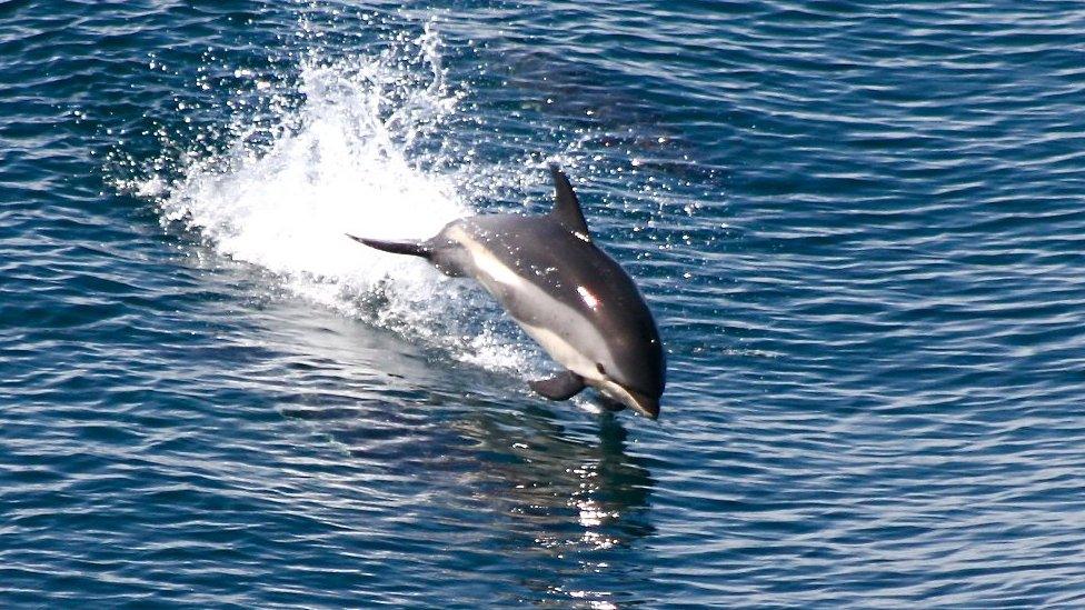 Atlantic White-Sided Dolphin3.JPG