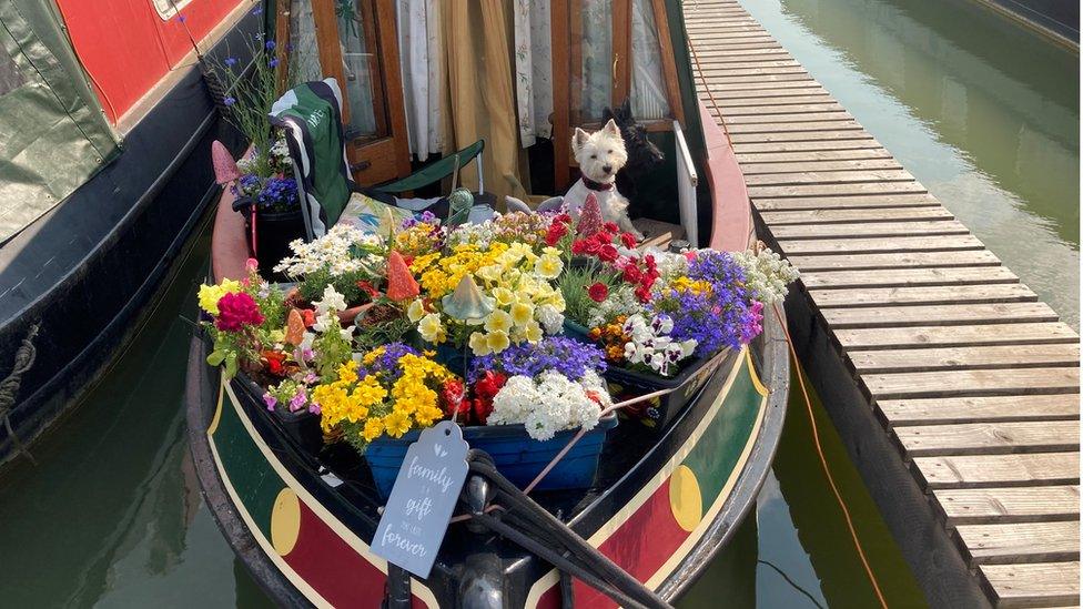 A canal boat with potted flowers and a west highland white terrier at it's stern