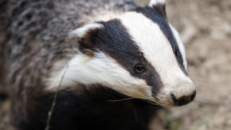 Badger