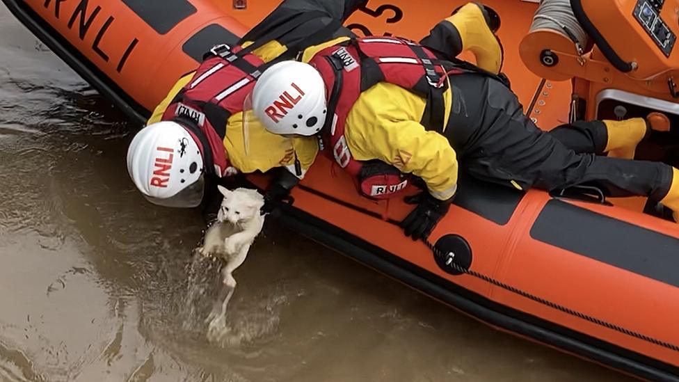 White cat rescued by RNLI from River Bure