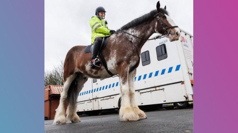 Trooper the police horse stands with an officer on his back in front of a police van