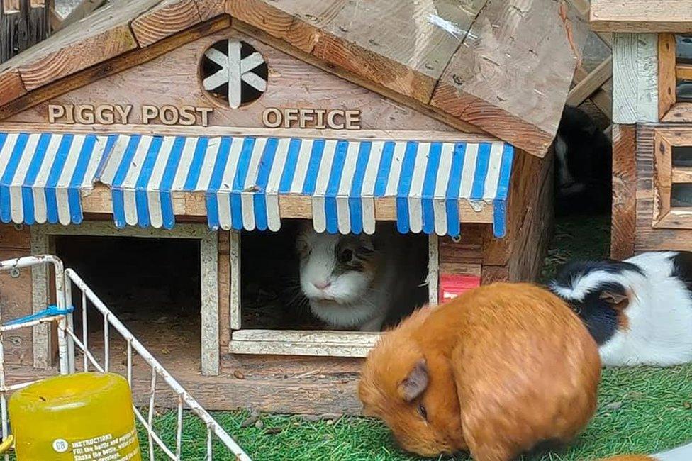 The ranch cares for dozens of guinea pigs