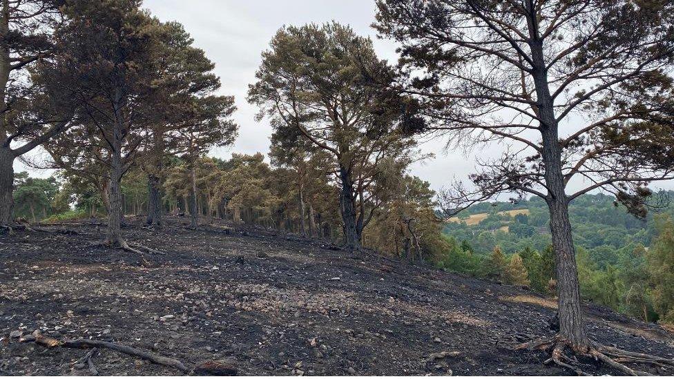 Aftermath of wildfire